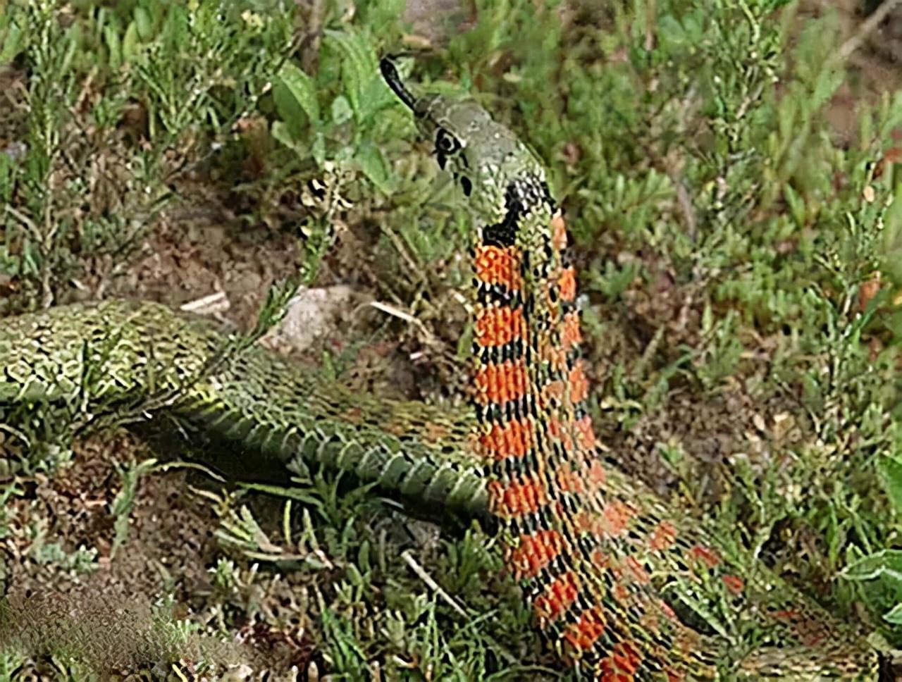 湖北地域发展的多维视角与某某观点深度探析